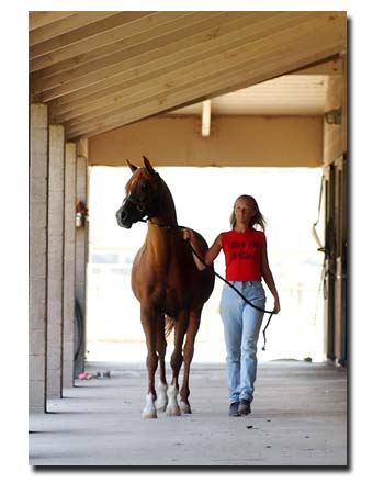 Jeune fille qui conduit un cheval arabe en main.