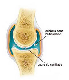 Articulation d'uncheval avec signes d’usure et dommages précoces du cartilage