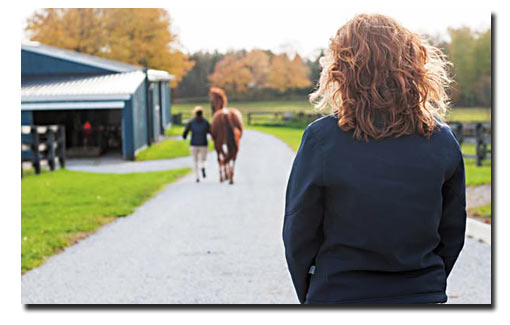 GlucoHorse | Un vétérinaire regarde un cheval trottant sur l'asphalte.