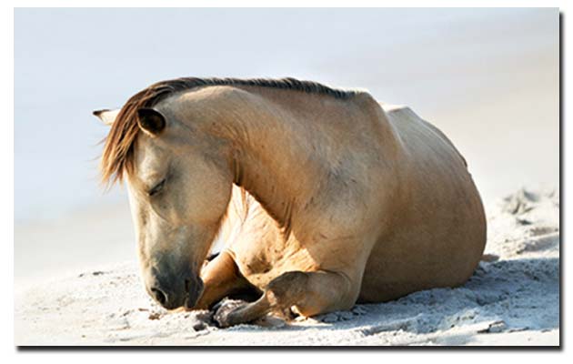 Un cheval avec les yeux fermés allongé sur la plage.